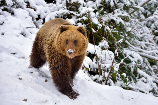 Wild Brown Bear Ursus Arctos Snow — Stock Photo, Image