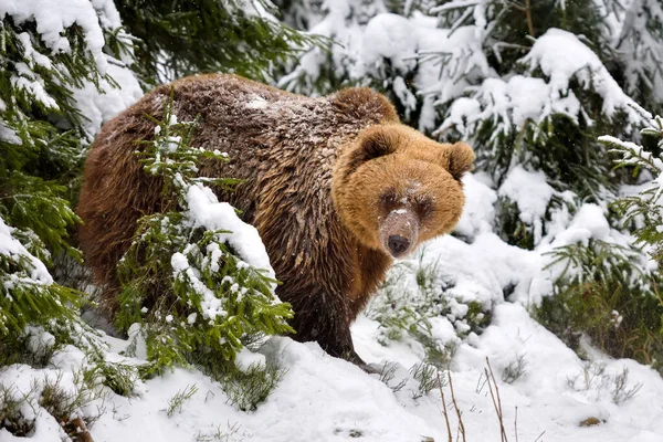 Vahşi Kahverengi Ayı Ursus Arctos Kış Ormanında — Stok fotoğraf