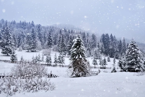 Bellissimo Paesaggio Idilliaco Con Foresta Arborea Sempreverde Coperta Neve Inverno — Foto Stock