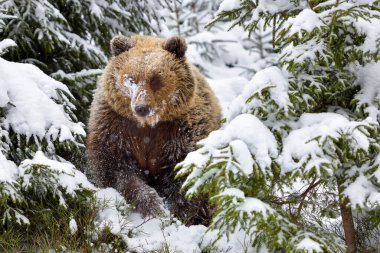Karda oturan kahverengi ayı (Ursus arctos). Kar yağışı. Doğal yaşam alanı. Kış mevsimi.