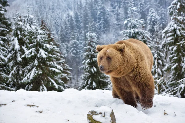 Urso Castanho Selvagem Ursus Arctos Neve — Fotografia de Stock