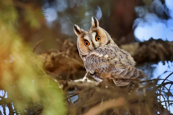 Eine Langohreule Asio Otus Sitzt Auf Einem Baum Und Blickt — Stockfoto