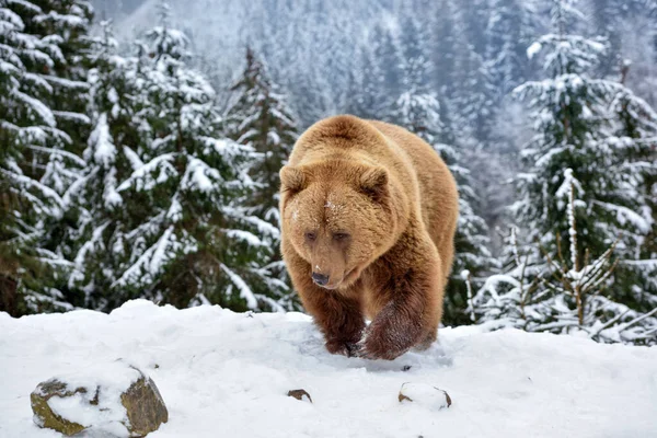 Medvěd Hnědý Ursus Arctos Sněhu — Stock fotografie