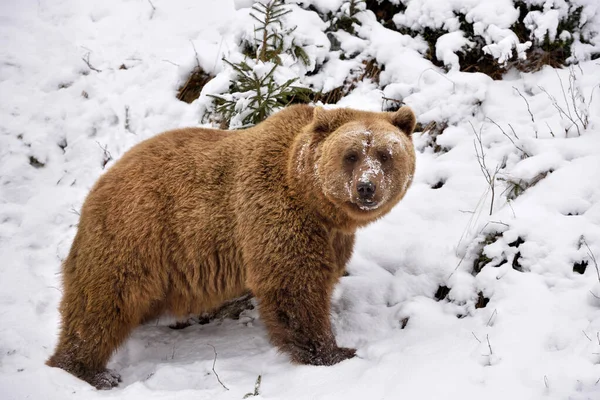 雪地上的野生棕熊 Ursus Arctos — 图库照片