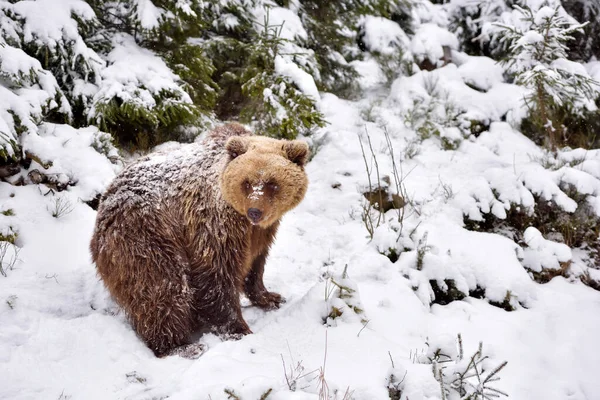 冬季森林中的野生棕熊 Ursus Arctos 自然栖息地冬季 — 图库照片