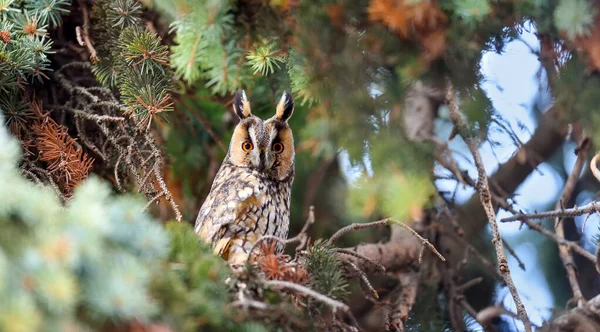 Long Uchared Owl Asio Otus Sedí Stromě Dívá Kamery — Stock fotografie