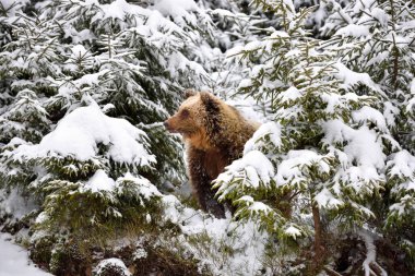 Vahşi kahverengi ayı (Ursus arctos) kış ormanında