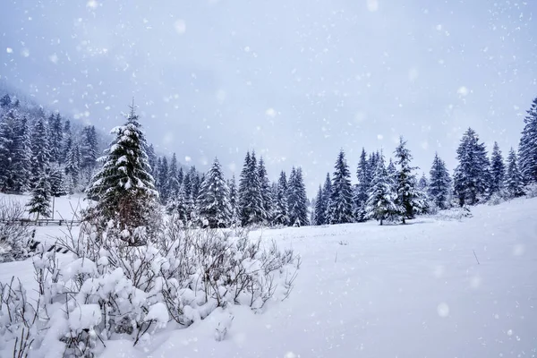 Hermoso Paisaje Idílico Con Bosque Árboles Siempreverdes Cubierto Nieve Invierno — Foto de Stock