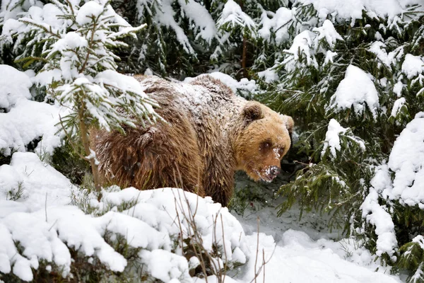 Vahşi Kahverengi Ayı Ursus Arctos Kış Ormanında Doğal Yaşam Alanı — Stok fotoğraf