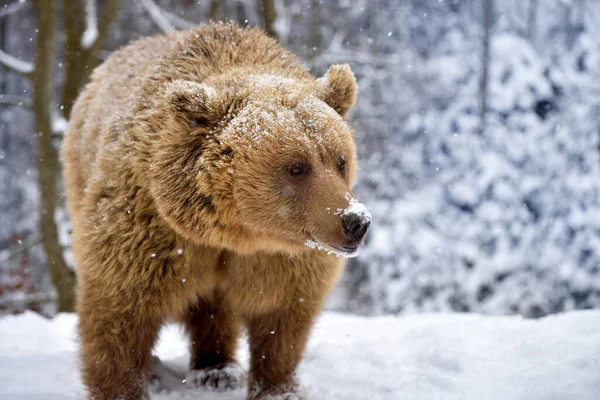 Vahşi Kahverengi Ayı Ursus Arctos Kış Ormanında Doğal Yaşam Alanı — Stok fotoğraf