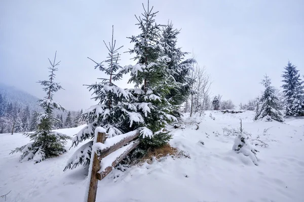 Hermoso Paisaje Idílico Con Bosque Árboles Siempreverdes Cubierto Nieve Invierno —  Fotos de Stock