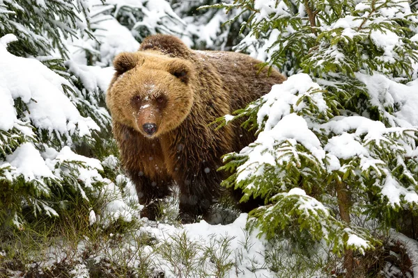 Vahşi Kahverengi Ayı Ursus Arctos Kış Ormanında Doğal Yaşam Alanı — Stok fotoğraf