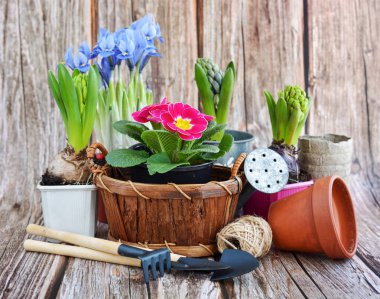 Kırsal bir arka planda bahar çiçekleri ve bahçe aletleri. Bahçe konsepti