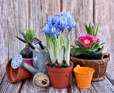 Kırsal bir arka planda bahar çiçekleri ve bahçe aletleri. Bahçe konsepti