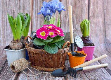 Kırsal bir arka planda bahar çiçekleri ve bahçe aletleri. Bahçe konsepti