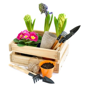 Tahta kutuda bahar çiçekleri ve beyaz arka planda bahçe aletleri. Bahçe konsepti