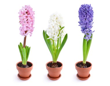 Beyaz arka planda izole edilmiş çok renkli sümbül bahar çiçekleri.