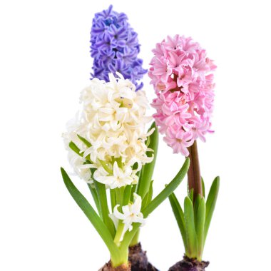 Beyaz arka planda çok renkli sümbül bahar çiçekleri