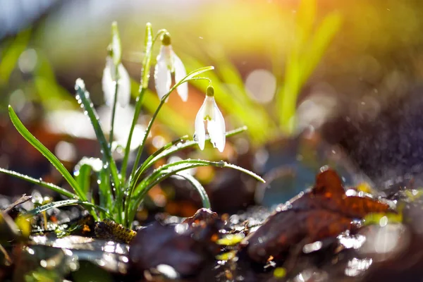 Sneeuwklokjes Galanthus Het Zonlicht Voorbodes Van Opwarming Symboliseren Komst Van — Stockfoto