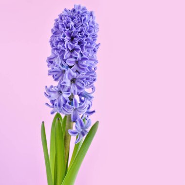 Pembe zemin üzerinde mavi sümbül çiçeği ve metin için boşluk