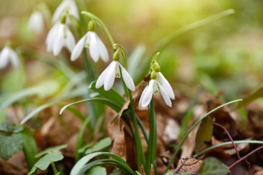 Bahar ormanında (Galanthus) kar damlaları. Isınmanın müjdecileri baharın gelişini simgeler.