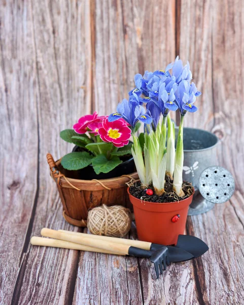 Frühlingsblumen Und Gartengeräte Auf Rustikalem Holzgrund Gartenkonzept — Stockfoto