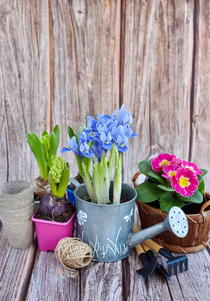 Spring Flowers Gardening Tools Rustic Wooden Background Gardening Concept — Stock Photo, Image