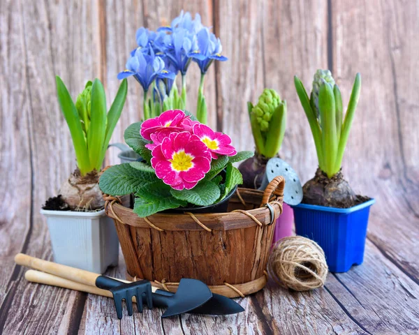 Fiori Primaverili Attrezzi Giardinaggio Uno Sfondo Legno Rustico Concetto Giardinaggio — Foto Stock