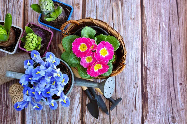 Primulas Flores Plantas Herramientas Jardín Una Antigua Mesa Madera Concéntrate — Foto de Stock