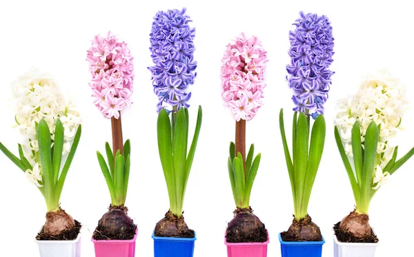 Vibrant Multicolored Hyacinth Spring Flowers White Background Space Text Tampilan — Stok Foto