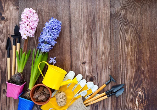 Trädgårdsredskap Hyacint Blommor Och Växter Rustik Trä Bakgrund Ram Trädgårdskoncept — Stockfoto