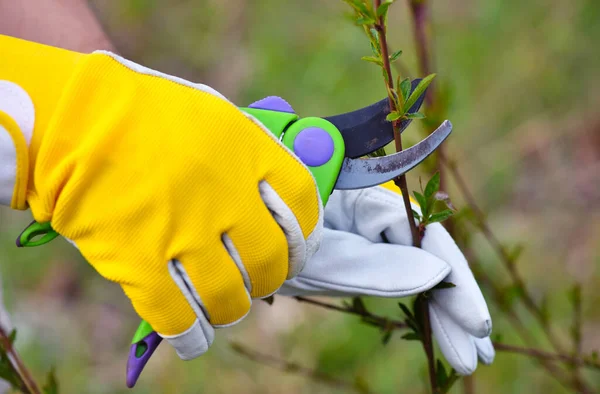 Primavera Podar Arbusto Mãos Jardineiro Luvas Com Secateur — Fotografia de Stock