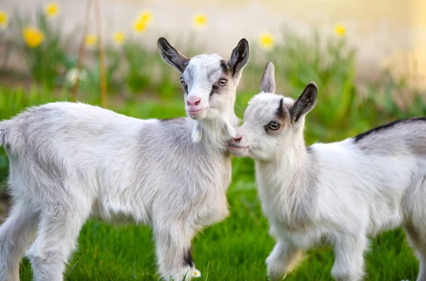 Two White Baby Goats Standing Green Lawn — Stock Photo, Image