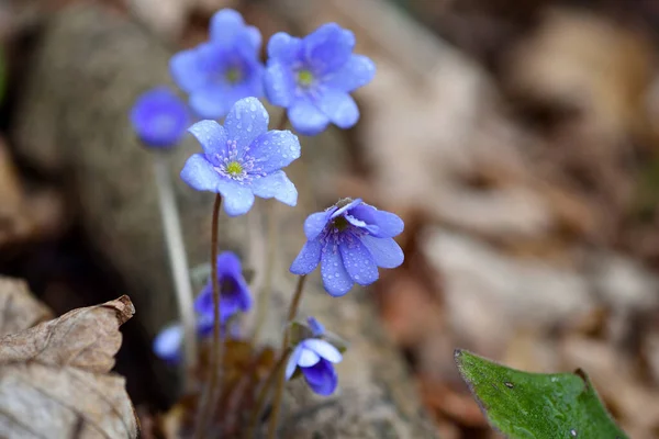 Blooming Spring Forest Hepatica Nobilis — Stock Photo, Image