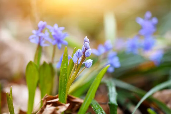 Flores Primavera Uma Floresta Scilla Bifolia — Fotografia de Stock