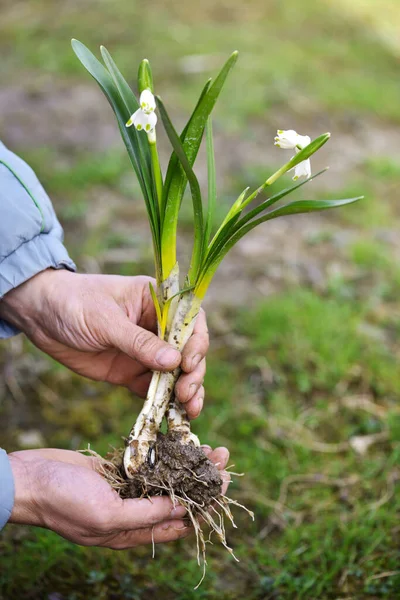 Wiosenne Kwiaty Płatków Śniegu Leucojum Vernum Rękach Ogrodnika Przygotowane Sadzenia — Zdjęcie stockowe