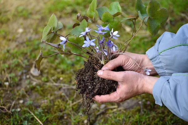 Hepatica Nobilis Dans Les Mains Jardinier Préparé Pour Plantation Concept — Photo