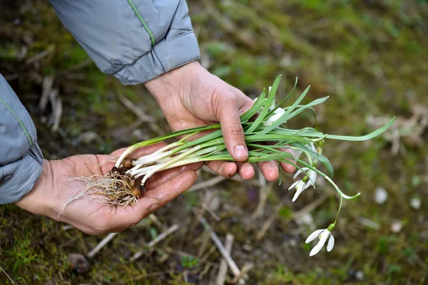 Schneeglöckchen Blumen Galanthus Den Händen Des Gärtners Bereit Für Die — Stockfoto