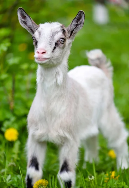 Chèvre Bébé Blanche Debout Sur Pelouse Verte — Photo