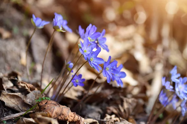 春の森に咲く Hepatica Nobilis — ストック写真