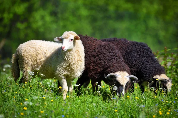 Får Äng Grönt Gräs Solig Sommardag — Stockfoto