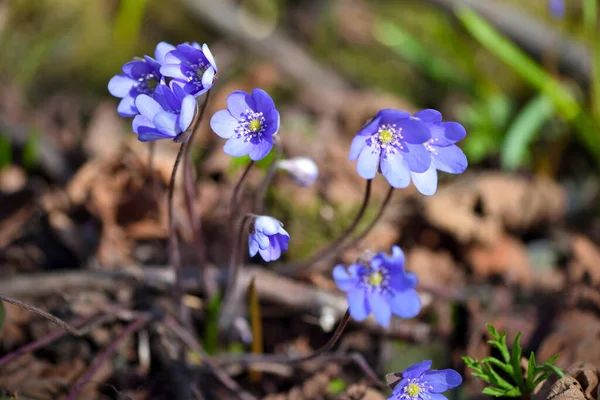 Цветущие Весеннем Лесу Hepatica Nobilis — стоковое фото