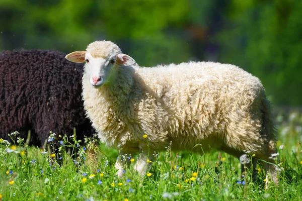 Yeşil Çimenlikteki Çayırda Koyunlar Güneşli Yaz Günü — Stok fotoğraf