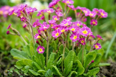 Primula juliae 'nin bahar çiçekleri (Julias Primrose) veya bahar bahçesinde mor çuha çiçeği.