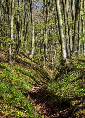Güzel bir bahar ormanı. Dağlardaki ormanda güneşli bir gün. Orman manzarası 
