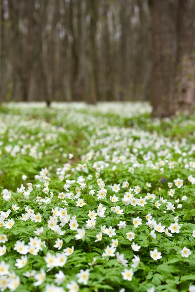 Anemon Nemorosa Kwiaty Wiosennym Lesie — Zdjęcie stockowe