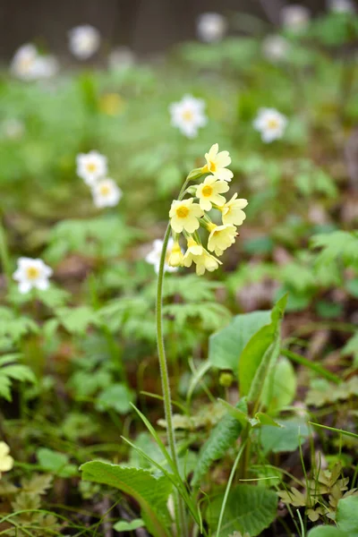 Primula Elatior Jarní Louce Selektivní Zaměření Primrose Přírodním Prostředí — Stock fotografie