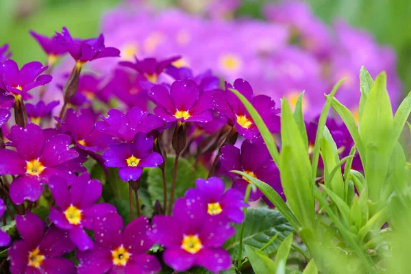 Spring Flowers Primula Juliae Julias Primrose Purple Primrose Spring Garden — Stock Photo, Image