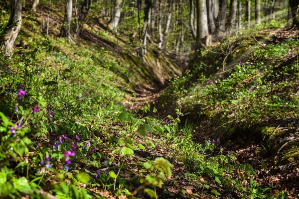 美しい春の森 山の中の森の中で明るい晴れた日 森林景観 — ストック写真