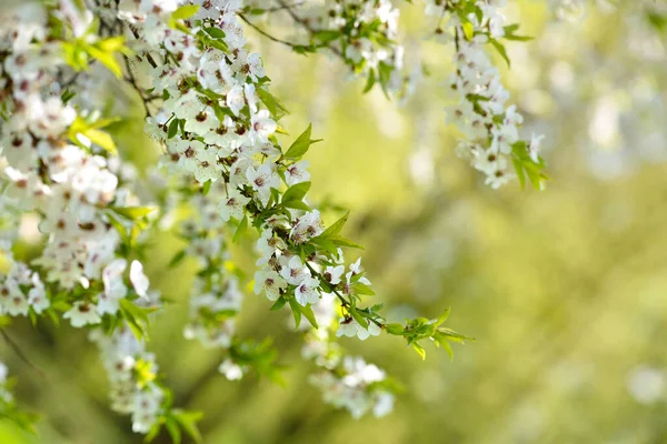 Flores Blancas Prunus Cerasifera Fondo Natural — Foto de Stock